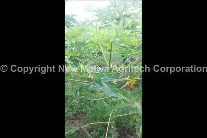 virucide for plants new malwa agritech corporation